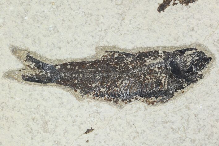 Fossil Fish (Knightia) - Green River Formation #126146